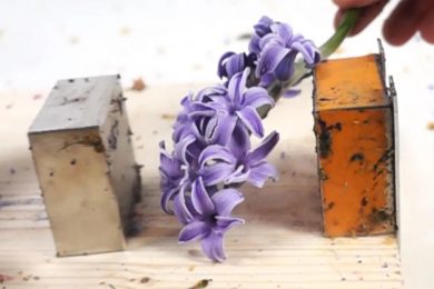 Frozen_flower_Explosion_in_Slow_Motion