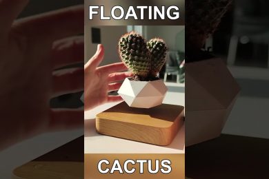 Floating Cactus